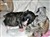 20120508_a_ZorbaTiger07.jpg